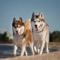 2 Siberian Huskies running in sunshine
