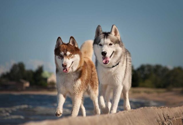 What Temperature Is Too Hot for A Husky? - PatchPuppy.com