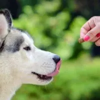 Hand holding out a treat to a Siberian husky