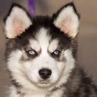 Close up portrait of a Siberian husky puppy