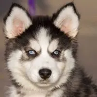 Close up portrait of a Siberian husky puppy