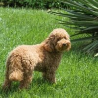 Tan Yorkipoo standing in grass