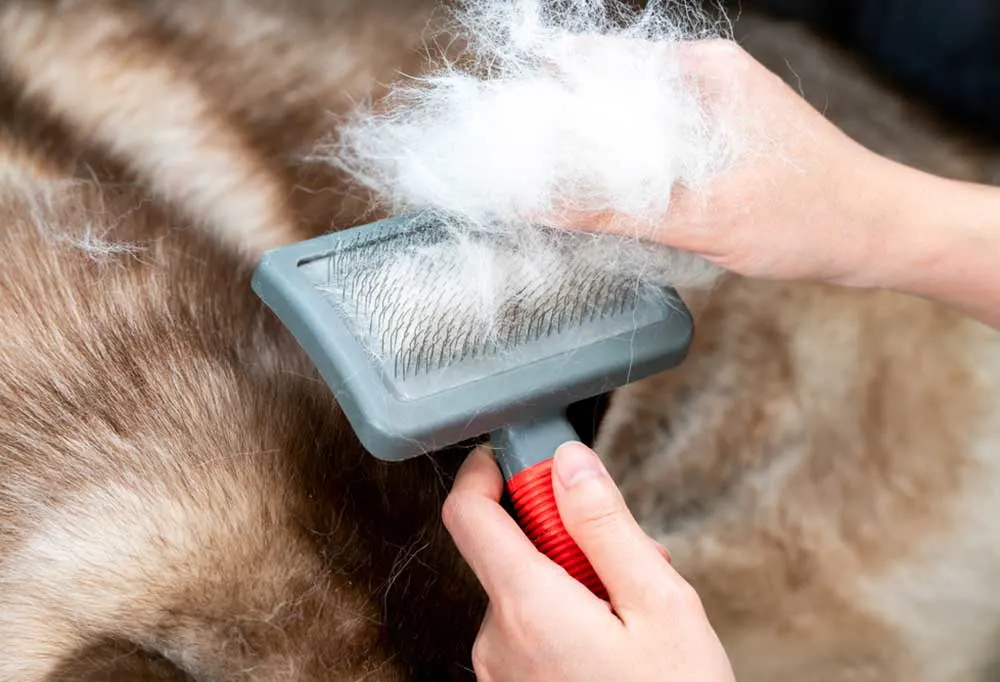 Person pulling shedded dog fur out of a brush