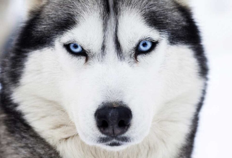 What Does a Husky Look Like?