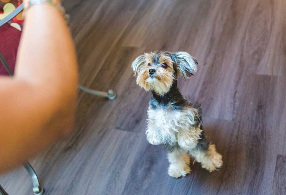 How To Train A Yorkie Puppy PatchPuppy