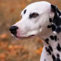 head portrait of a Dalmatian