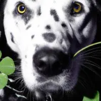 Close up of a Dalmatian with 4 leaf clovers on a black background.
