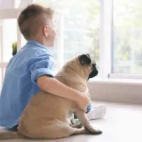 Side view of a boy with his arm around a pug looking out of a window