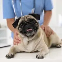 Pug on an examine table with a vet standing behind them