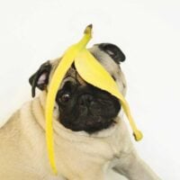 Pug with a banana peel on its head