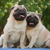 portrait of 2 pugs outdoors