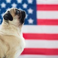 Portrait of a pug in front of an American flag