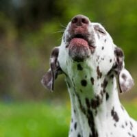 Dalmatian outdoors with head tilted back, barking.