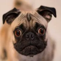 Portrait of a pug with its eyes wide open