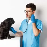 Vet in blue scrubs with a startled face listening to a black pugs chest