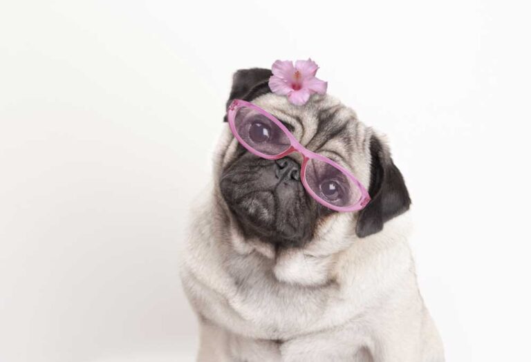 girl-pug-names-patchpuppy
