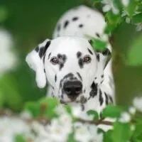 Dalmatian looking up through a blooming dogwood tree