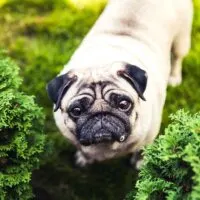 Pug looking up at a camera while standing in greenery outdoors