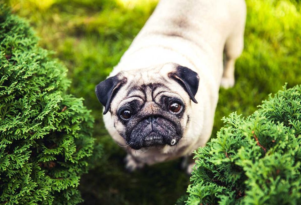 History of the Pug