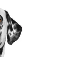View of half of a dalmatian's head on a white background