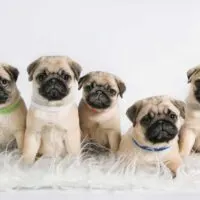 Pug puppies sitting side by side on a white fur rug on a white background
