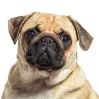 Portrait of a pug on a white background.