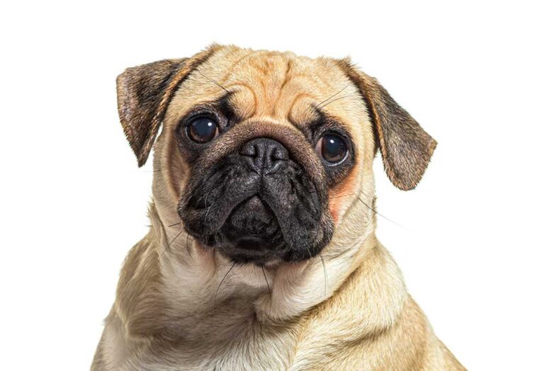 How Much Do Pugs Cost Without Papers? How Much Do Pugs Cost Without Papers?
