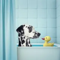 Dalmatian in a bathtub with a yellow rubber ducky