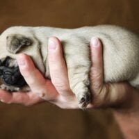 Newborn pug puppy being held in a hand against a brown background