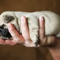 Newborn pug puppy being held in a hand against a brown background