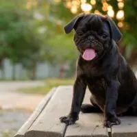 Black pug puppy on a park bench outdoors