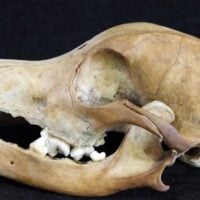 Dog skull on a black background