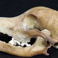 Dog skull on a black background