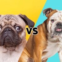 Picture of a pug on a yellow background and a English Bulldog on a blue background meeting in the middle on the diagonal with the letters VS in the middle.