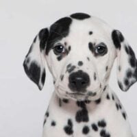Portrait of a dalmatian puppy on a white background.