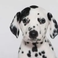 Portrait of a dalmatian puppy on a white background.