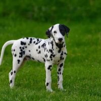 dalmatian puppy standing in a grass field