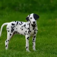 dalmatian puppy standing in a grass field