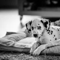 Black and white portrait of a Dalmatian puppy laying on a dog bed,