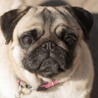 Close up of a Pug's head