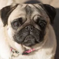 Close up of a Pug's head