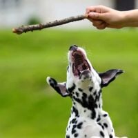 Dalmatian puppy jumping up for a stick