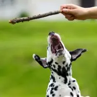 Dalmatian puppy jumping up for a stick