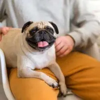 Pug sitting on the lap of a person wearing orange/ yellow pants