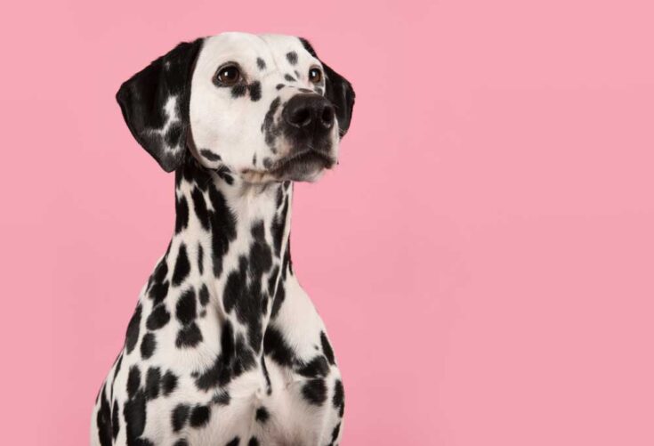 good-dalmatian-names-patchpuppy