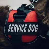 Close up view of a service dog vest on a brown longhaired dog