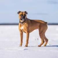 Boxer dog standing on a beach