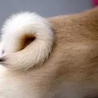 Close up of a curly Pug tail