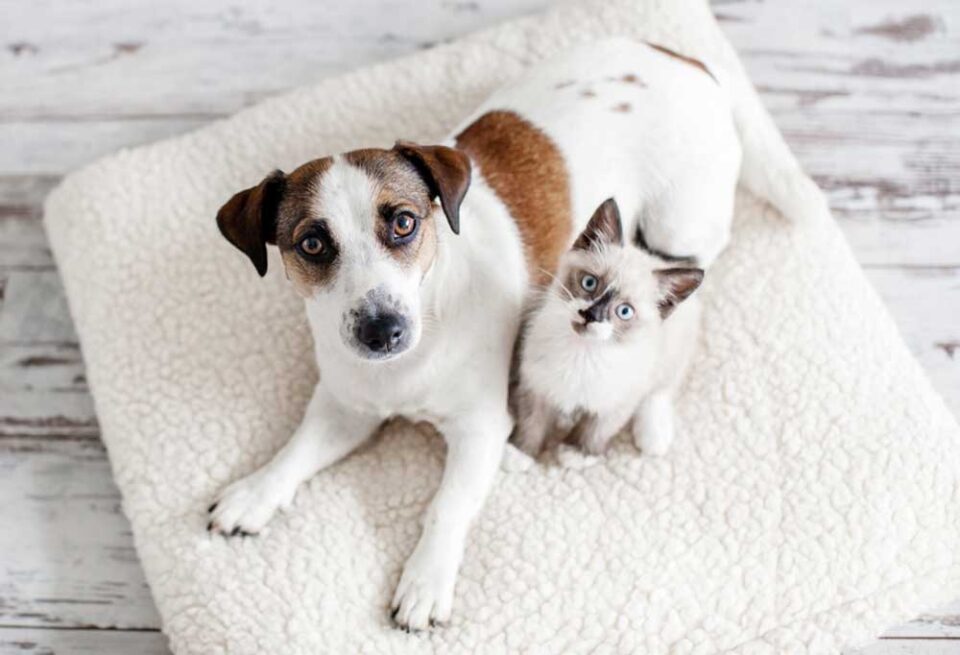 Why Do Dogs Eat Cat Poop?