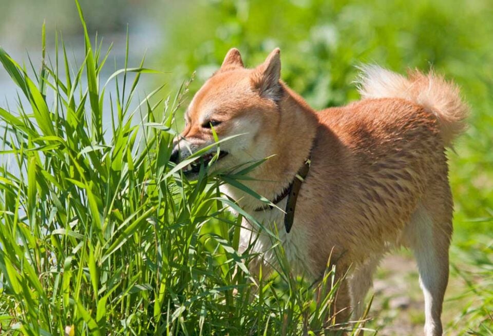 Why Do Dogs Eat Grass? - PatchPuppy.com